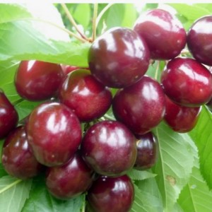 Черешня Горянка