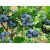 Саженец черники Герберт (Herbert): фото и описание