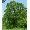 Саженец дуба Монгольский 60-100 см: фото и описание