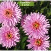 Саженцы астры альпийская Розетта (Rozetta) - 5 шт.: фото и описание