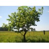 Саженцы дуба Европейский от 150 см - 5 шт.: фото и описание