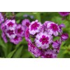 Саженцы флокса Дракон - 5 шт.: фото и описание