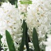 Луковицы гиацинта Белая Жемчужина (White Pearl) - 5 шт.: фото и описание