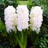 Луковицы гиацинта Мадам Софи (Madame Sophie) - 5 шт.: фото и описание