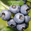 Саженцы голубики Эллиот (Elliot) - 5 шт.: фото и описание