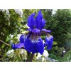 Саженцы ириса сибирского Блю Кинг (Blue King) - 5 шт.: фото и описание