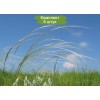 Саженцы ковыля Украинский - 5 шт.: фото и описание