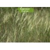 Саженцы Ковыля-волосатика - 5 шт.: фото и описание