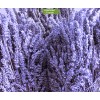 Саженцы лавандина Сойерс (Sawyers) - 5 шт.: фото и описание