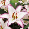 Луковицы лилии Hotline (Горячая линия) Восточный гибрид - 5 шт.: фото и описание