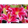 Луковицы лилии Старлайт экспресс (Starlight Express) - 5 шт.: фото и описание