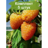 Саженцы малины Голден Эверест (Golden Everest) (Желтая) - 5 шт.: фото и описание