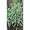 Саженец Очиток отогнутый Блю Спрус (Blue Spruce) - 5 шт.: фото и описание