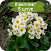 Саженцы примулы Альба (Alba) - 5 шт.: фото и описание