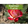 Саженцы чайно-гибридной розы Биколетте (Bicolette) - 5 шт.: фото и описание