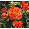 Саженцы кустовой розы Пламя - 5 шт.: фото и описание