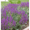 Саженцы шалфея дубравного Аметист (Amethyst) - 5 шт.: фото и описание