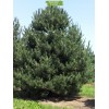 Саженцы сосны Чёрная 100-150 см - 5 шт.: фото и описание