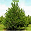 Саженцы сосны Обыкновенная 40-60 см - 5 шт.: фото и описание
