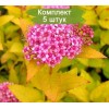 Саженцы спиреи Антон Вотерер (Anthony Waterer) - 5 шт.: фото и описание