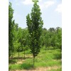 Саженцы тополя Пирамидальный (40-60 см) - 5 шт.: фото и описание