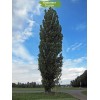 Саженцы тополя Пирамидальный (от 150 см) - 5 шт.: фото и описание