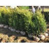 Туя Брабант (Brabant) 100-150 см - 5 шт.: фото и описание