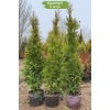 Туя Смарагд (Smaragd) (Smaragd) 100-150 см - 5 шт.: фото и описание