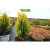 Туя Восточная 40-60 см - 5 шт.: фото и описание