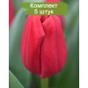 Луковицы тюльпана Карри (Сurry) - 5 шт.: фото и описание
