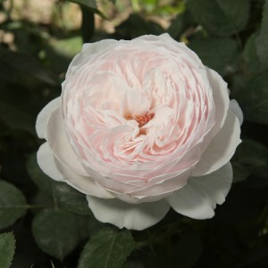 Роза Принцесса Лиана (флорибунда)