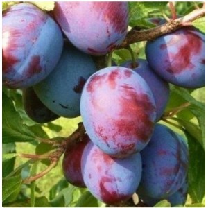 Слива Волжская красавица