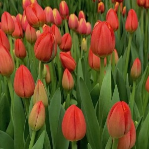 Тюльпан Эста Бонита (Esta Bonita)