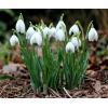 Луковица Галантуса (Подснежника) Фло: фото и описание